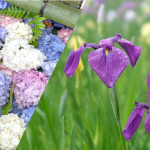 東温市花菖蒲園_サムネイル画像