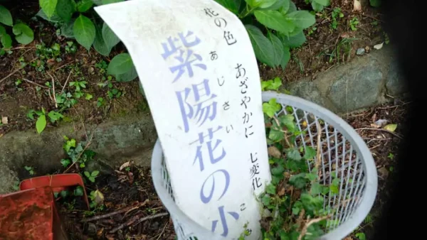ふたみ潮風ふれあい公園の紫陽花の小路1