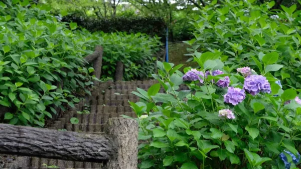 ふたみ潮風ふれあい公園の紫陽花の小路2