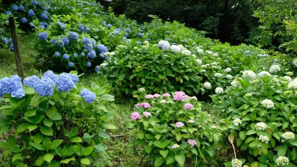 池沿いに咲くふたみ潮風ふれあい公園のあじさい