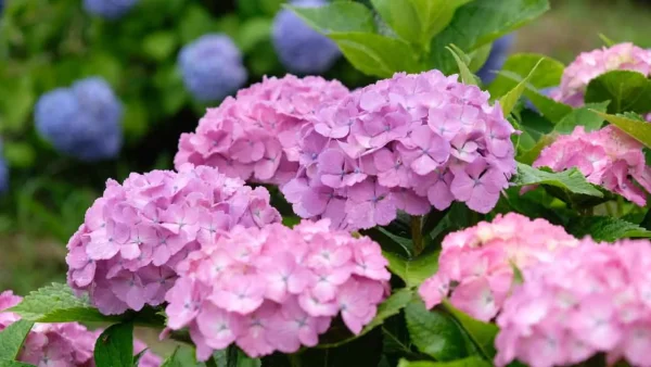 ふたみ潮風ふれあい公園のあじさいの園3