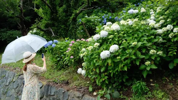 ふたみ潮風ふれあい公園のあじさいを撮影している様子