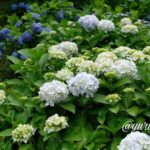 伊予市双海のふたみ潮風ふれあい公園に咲くあじさい