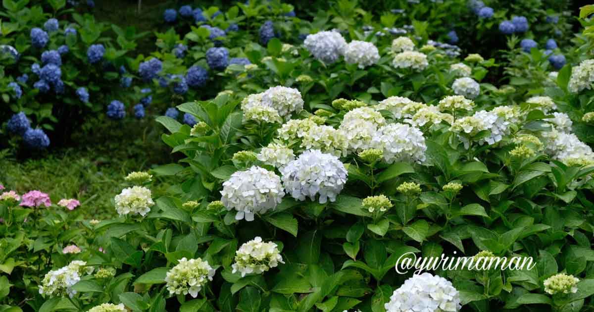 伊予市双海のふたみ潮風ふれあい公園に咲くあじさい