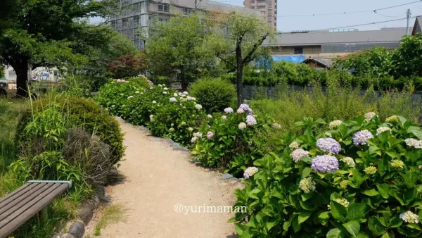西条市のあじさいスポット「ほたるの泉」ロード