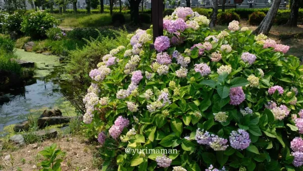 西条市のあじさいスポット「ほたるの泉」2