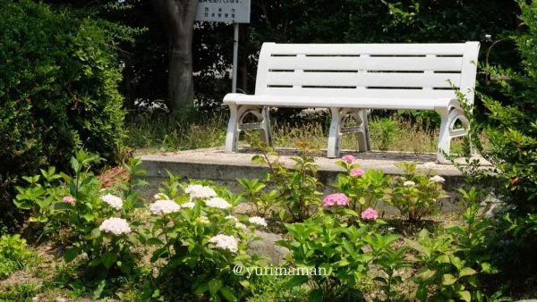 西条市のあじさいスポット「ほたるの泉」3