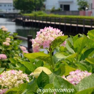 ほたるの泉（西条市）あじさいスポット_サムネイル画像