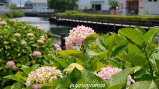 ほたるの泉（西条市）あじさいスポット_サムネイル画像