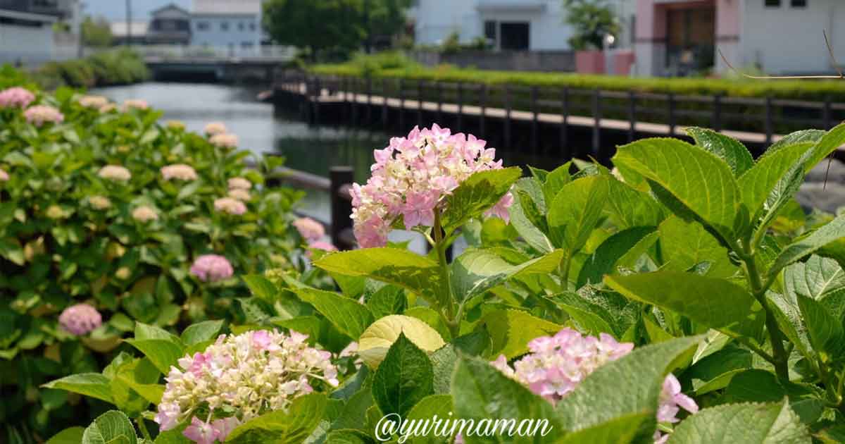 ほたるの泉（西条市）あじさいスポット_サムネイル画像