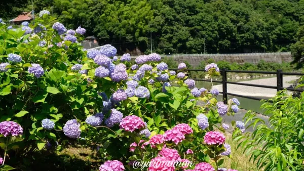 道の駅 清流の里ひじかわに咲くあじさいの花｜初夏に見頃を迎える大洲の花スポット5
