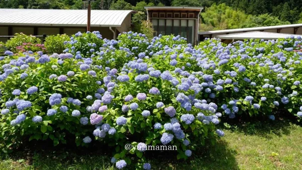 道の駅 清流の里ひじかわに咲くあじさいの花｜壁のようにもりもり咲く様子