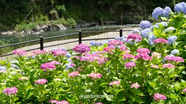 道の駅 清流の里ひじかわに咲くあじさいの花|初夏に見頃を迎える大洲の花スポット3 - ゆりママんブログ 道の駅 清流の里ひじかわに咲くあじさいの花|初夏に見頃を迎える大洲の花スポット3