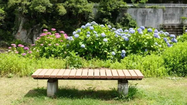 道の駅 清流の里ひじかわに咲くあじさいの花｜ベンチはフォトスポットにも