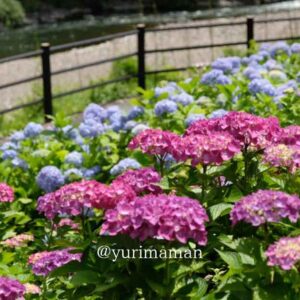 道の駅 清流の里ひじかわのあじさいの花（大洲市）サムネイル画像