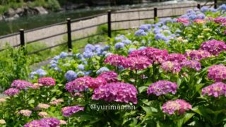道の駅 清流の里ひじかわのあじさいの花（大洲市）サムネイル画像