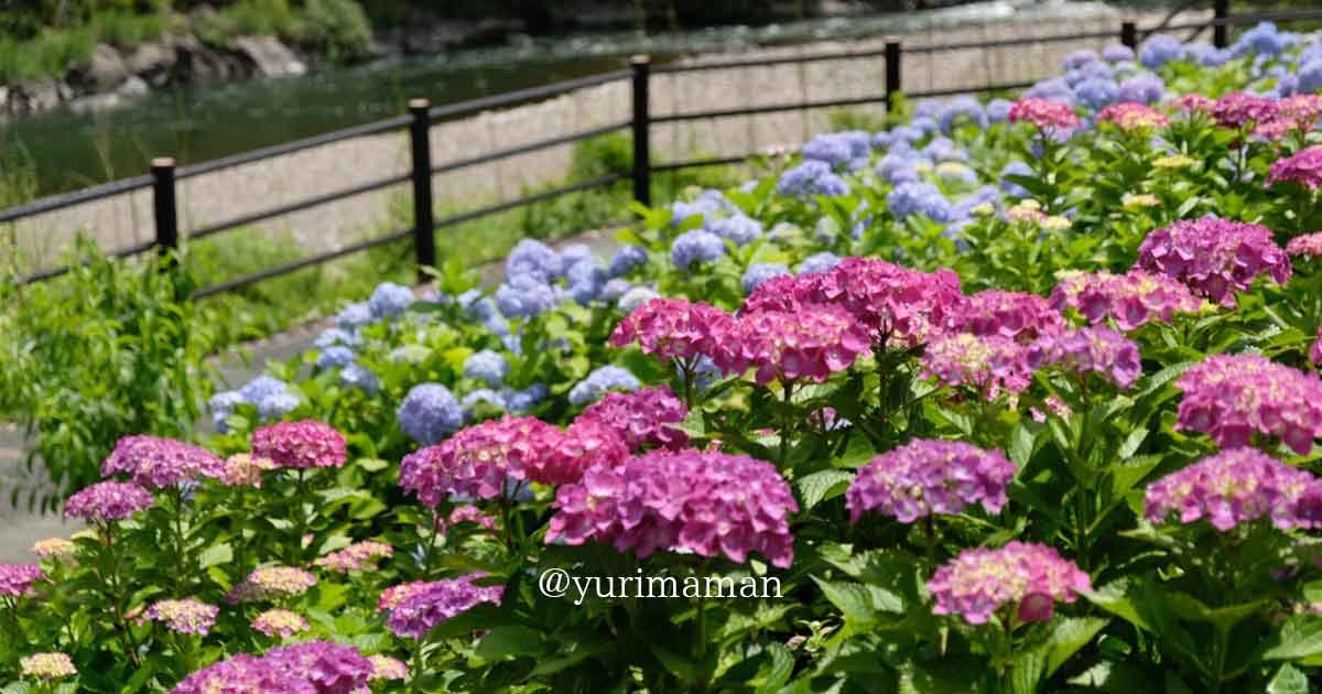 道の駅 清流の里ひじかわのあじさいの花（大洲市）サムネイル画像
