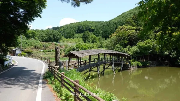 弓削神社（内子町）花菖蒲の様子1