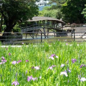 弓削神社（内子町）花菖蒲_サムネイル画像
