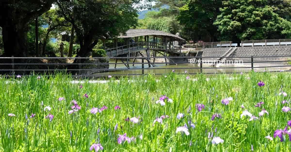 弓削神社（内子町）花菖蒲_サムネイル画像