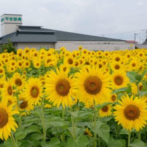 今治市上徳ひまわり畑2022_サムネイル画像