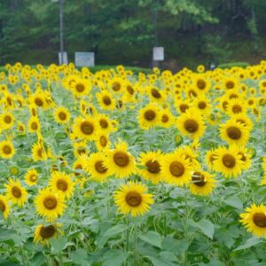 中山池自然公園ひまわり畑3
