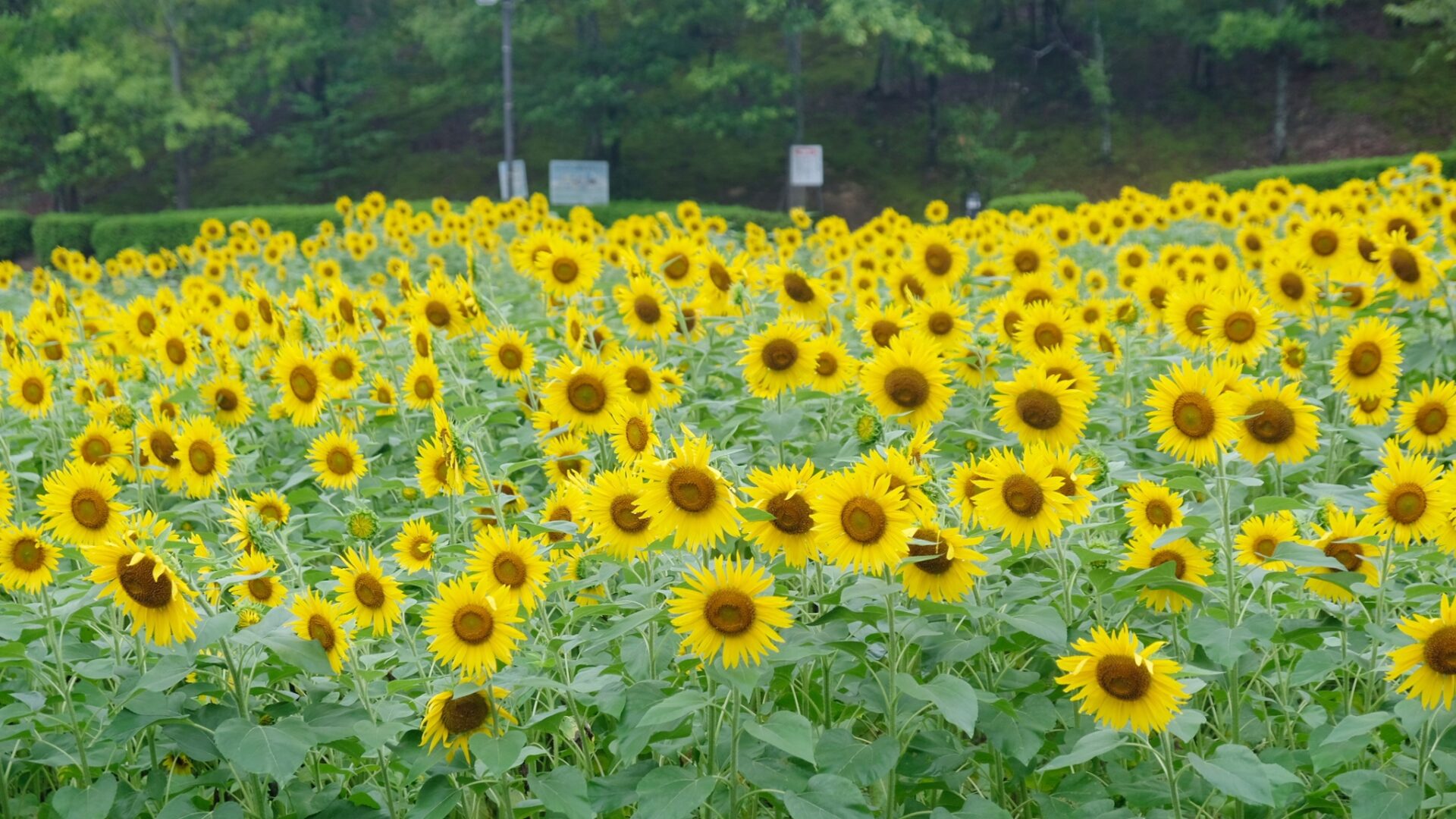 中山池自然公園ひまわり畑3