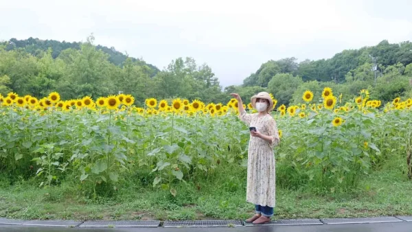 中山池自然公園のひまわり畑（宇和島市）満開のようす01