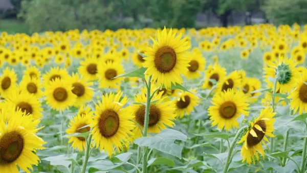 中山池自然公園のひまわり畑（宇和島市）満開のようす02