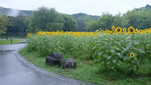 中山池自然公園のひまわり畑（宇和島市）満開のようす03