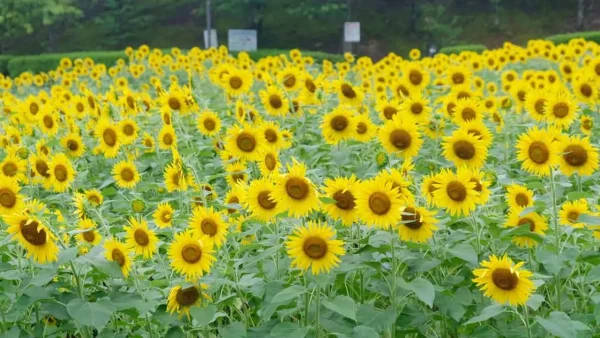 中山池自然公園のひまわり畑（宇和島市）満開のようす04