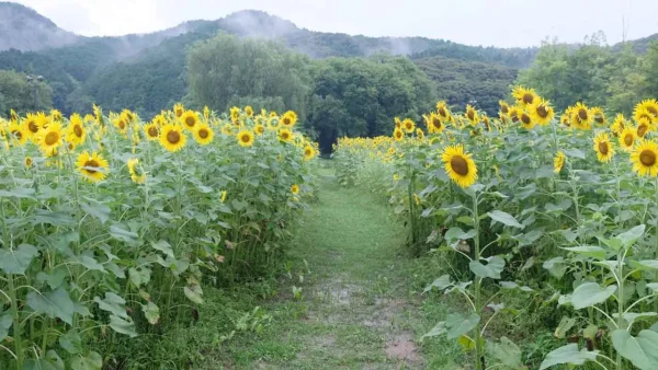 中山池自然公園のひまわり畑（宇和島市）満開のようす05