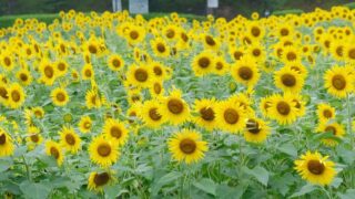 中山池自然公園ひまわり畑の満開のようす