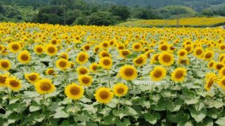 内子町五十崎のひまわり畑（たいよう農園門松ハウス）サムネイル画像
