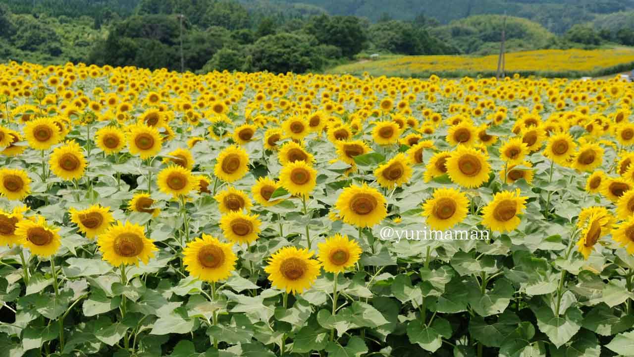 内子町五十崎のひまわり畑（たいよう農園門松ハウス）サムネイル画像