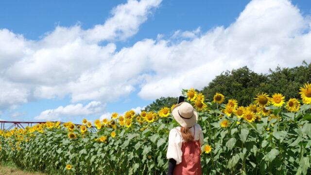 大洲市五郎のひまわり畑 22年 の開花状況 一部見頃を迎えています 畑の前河川敷にて ゆりママんブログ