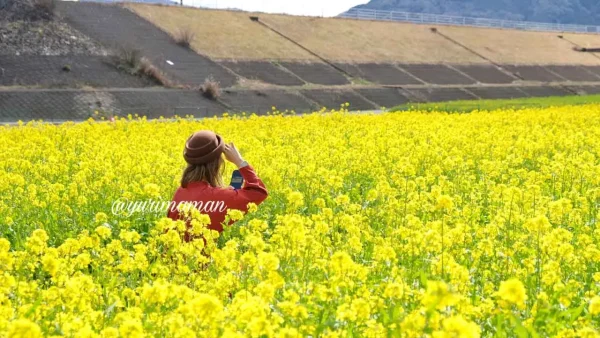 大洲市「畑の前河川敷広場」の菜の花4