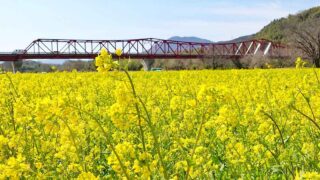 大洲市「畑の前河川敷広場」の菜の花_サムネイル画像