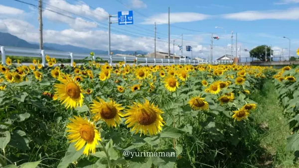西条市渦井川河川敷のひまわり畑全体風景(2024年撮影)2 - ゆりママんブログ 西条市渦井川河川敷のひまわり畑全体風景(2024年撮影)2
