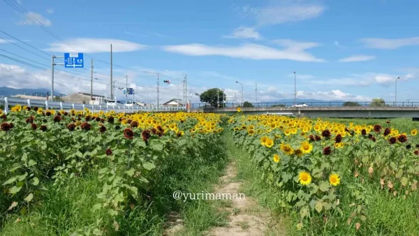 西条市渦井川河川敷のひまわり畑全体風景（2024年撮影）3