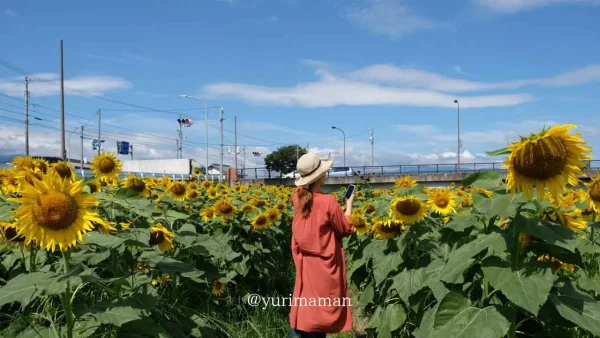 満開に咲く西条市のひまわり