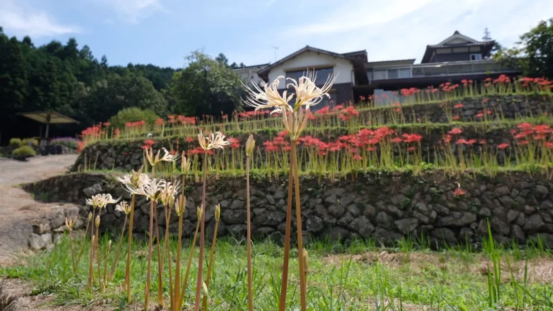 稲積癒しの里山_彼岸花11