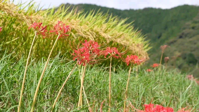 稲積癒しの里山_彼岸花9