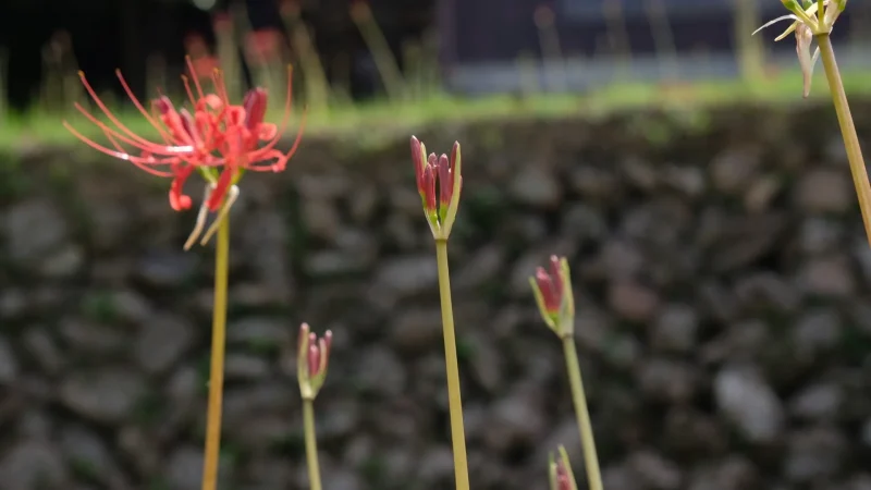 稲積癒しの里山_彼岸花4