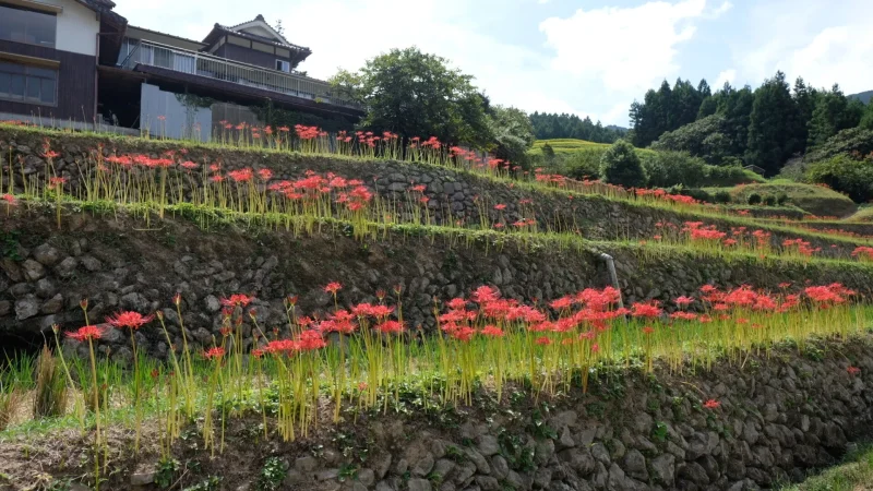 稲積癒しの里山_彼岸花2