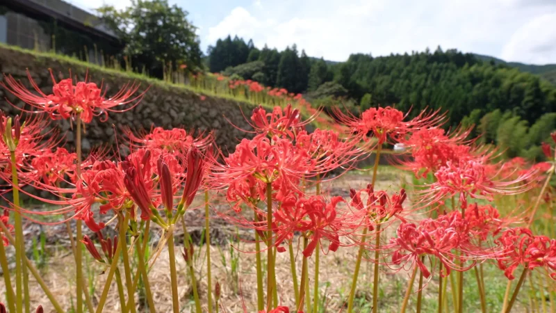 稲積癒しの里山_彼岸花見頃