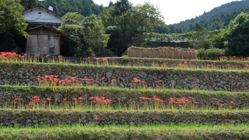 稲積癒しの里山_彼岸花8