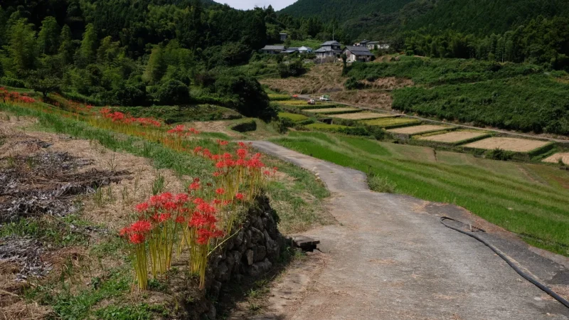 稲積癒しの里山_彼岸花7