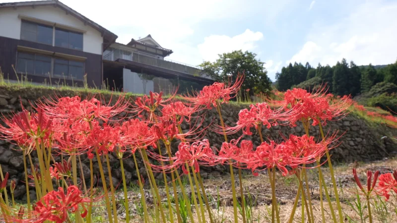 稲積癒しの里山_彼岸花1