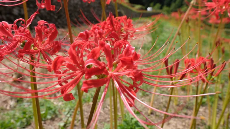 稲積癒しの里山_彼岸花3